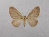 Eupithecia immundata